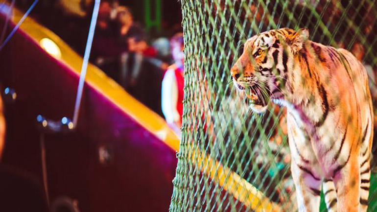 Τίγρεις σε τσίρκο της Ιταλίας κατασπάραξαν τον θηριοδαμαστή τους
