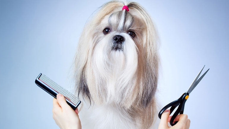 Tips για λιγότερες τρίχες του σκύλου μέσα στο σπίτι