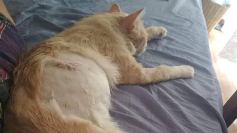 Αυτός ο γάτος ψάχνει σπίτι