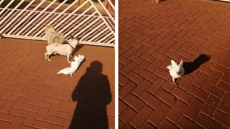 Προσοχή παπαγάλος!