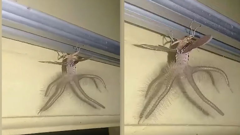 Παράξενο πλάσμα στο Μπαλί