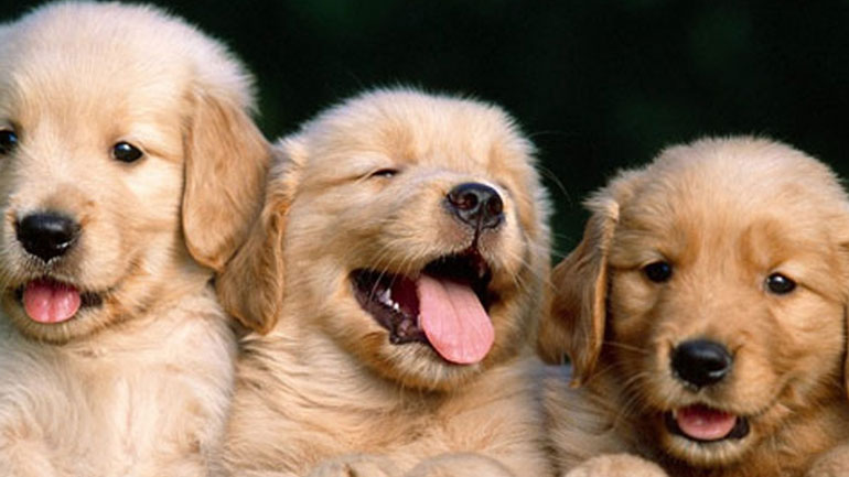 Πόσα κουτάβια μπορεί να γεννήσει ένας σκύλος;