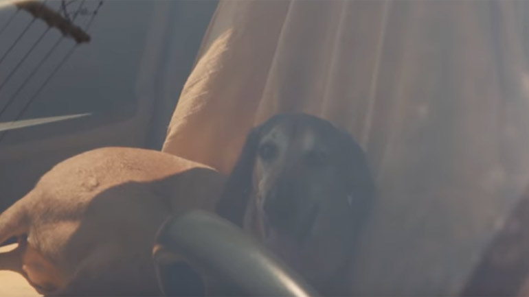 Δεν αφήνουμε ποτέ το κατοικίδιό μας μέσα στο αυτοκίνητο εν μέσω καύσωνα