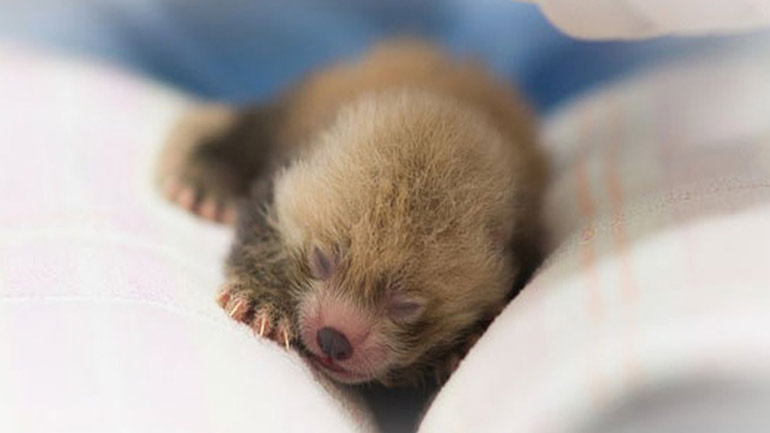 Γεννήθηκαν τα πιο… χοντρά δίδυμα Πάντα που έχουν καταγραφεί ποτέ