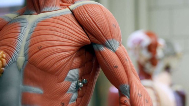 Πώς η ενίσχυση των μυών βελτιώνει τη μεταβολική υγεία