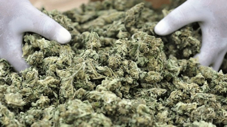 Συνελήφθησαν 4 για μεταφορά ακατέργαστης κάνναβης άνω των 115 κιλών