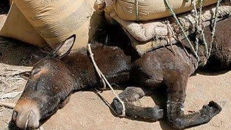 DW: Συναγερμός για τα γαϊδουράκια της Σαντορίνης