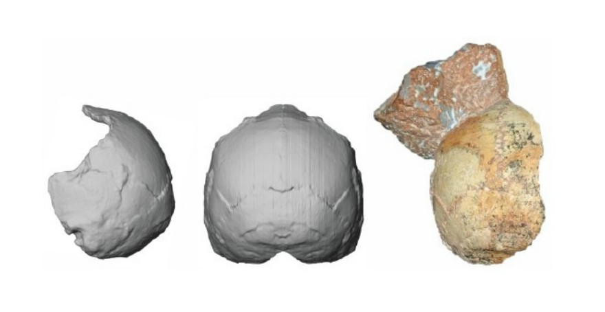 Το μερικό κρανίο Απήδημα 1 (δεξιά) και η ανάπλασή του από την οπίσθια πλευρά (μέση) και από το πλάι (αριστερά)