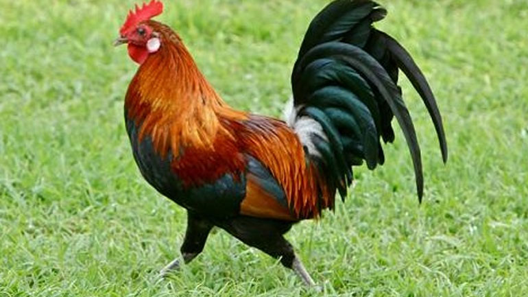 Μήνυσε τον… κόκορα του γείτονά του!