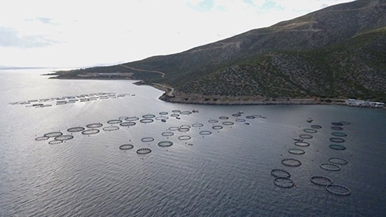 Η Ελλάδα πρωτοπορεί και αποκτά τις πρώτες πιστοποιημένες φάρμες καλλιέργειας τσιπούρας και λαβρακίου