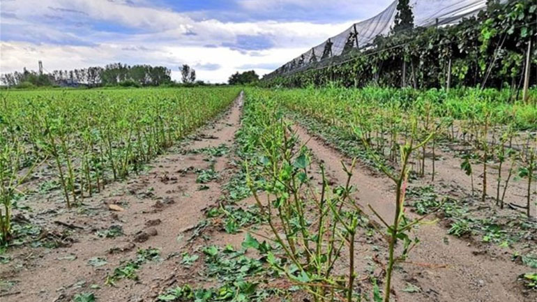 Μεγάλες καταστροφές σε καλλιέργειες στην Ημαθία από τα ακραία καιρικά φαινόμενα