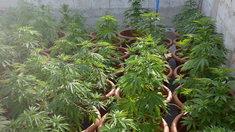 Ρέθυμνο: Σύλληψη 39χρονου για φυτείες κάνναβης