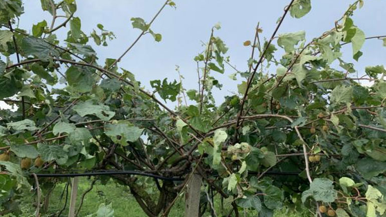 Κοζάνη: Μεγάλες καταστροφές στις δενδροκαλλιέργειες από την καταιγίδα