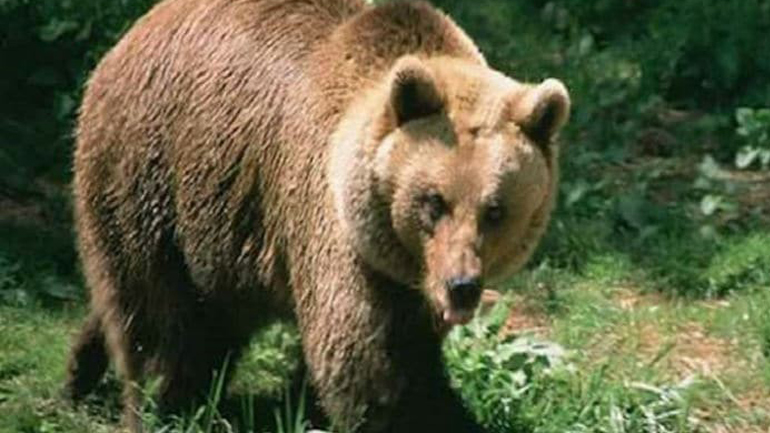 Γιατί δεν πρέπει να ενοχλείς μια αρκούδα