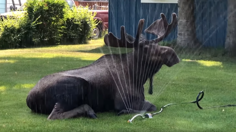Αλάσκα: Τάρανδος δροσίζεται σε αυλή σπιτιού