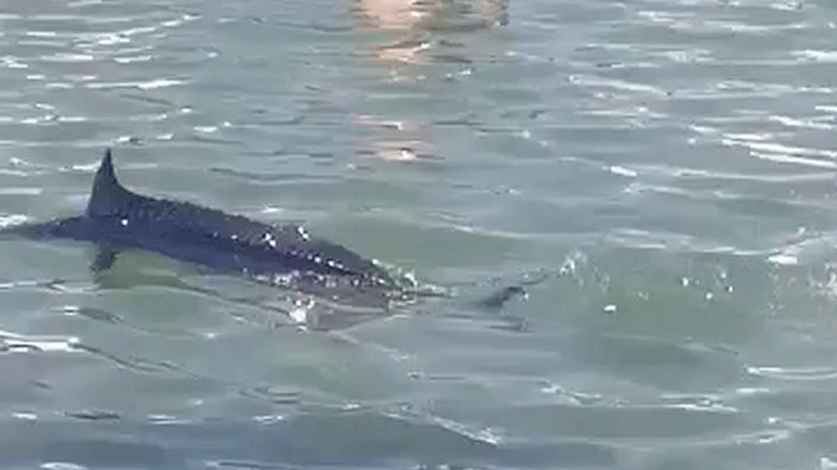 Ξιφίας βγήκε στα ρηχά και τον πετροβόλησαν μέχρι θανάτου