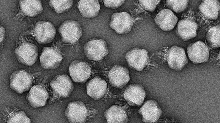 Ηλεκτρονική φωτογραφία του crAssphage