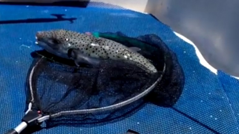 Κρήτη: Έπιασαν λαγοκέφαλο στα Λινοπεράματα