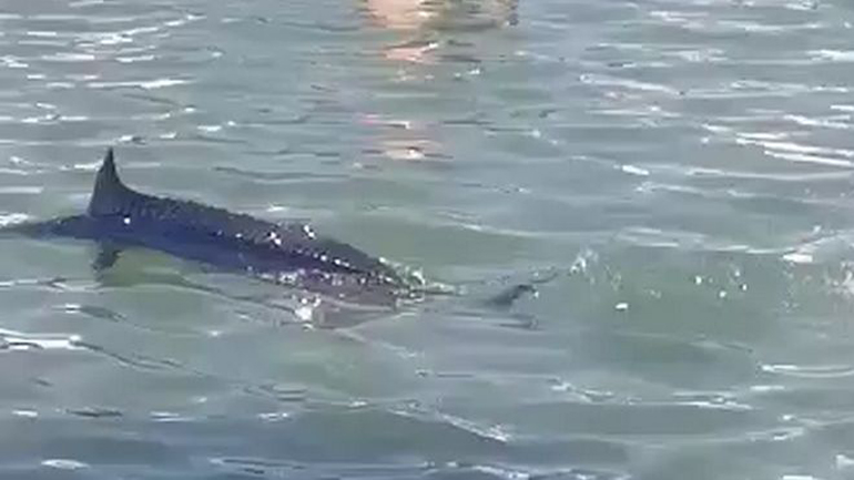 Τελικά δεν ήταν ξιφίας αλλά… βασιλική ζαργάνα