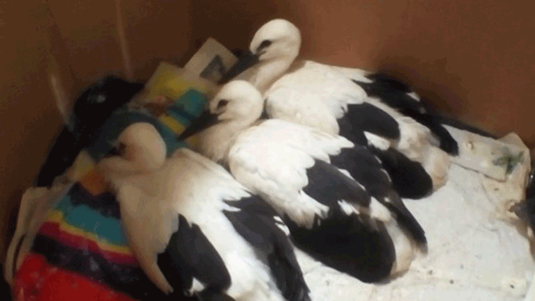 Μια κιβωτός τραυματισμένων ζώων στο Καλοχώρι! – Από ζαρκάδια και κύκνους μέχρι κουνάβια