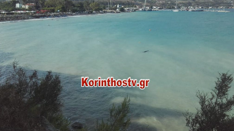 Ίσθμια: Φώκια πόζαρε και κολυμπούσε κοντά στους λουόμενους