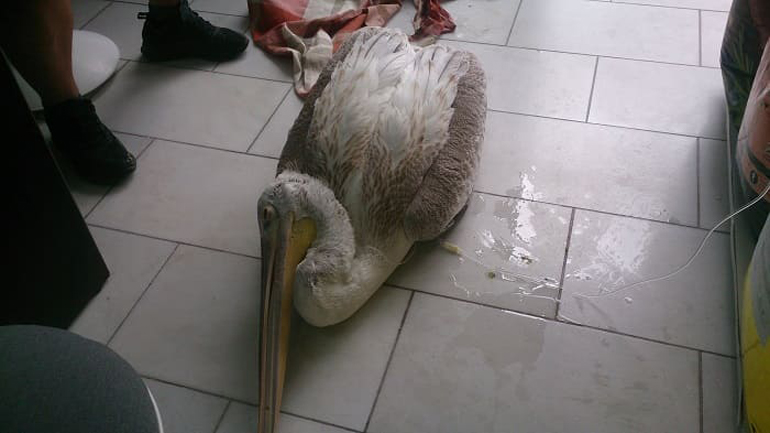 Ιωάννινα: Νεκροί αργυροπελεκάνοι στη λίμνη Παμβώτιδα