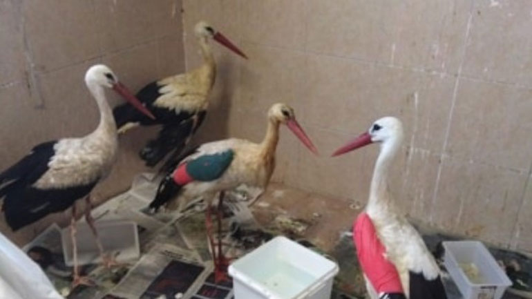 Προσφορά ζωής για 300 τραυματισμένα ζώα στο Καλοχώρι Θεσσαλονίκης