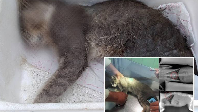 Πέθανε ο γατούλης που πυροβολήθηκε από τον λυκειάρχη…