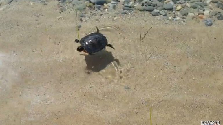 Κρήτη: Nεογέννητο χελωνάκι ξεβράστηκε σε παραλία