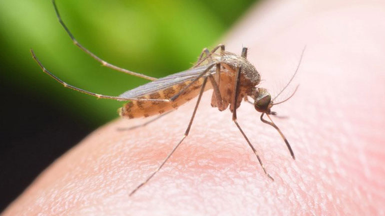 ΙΣΑ: Ανησυχία για την εμφάνιση κρουσμάτων του ιού του Δυτικού Νείλου