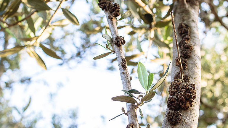 Έβρος: «Πονοκέφαλος» για τους ελαιοπαραγωγούς ο «καρκίνος της Ελιάς»
