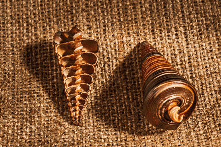 Κοχύλι σε τομή