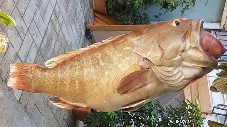 Έπιασε σφυρίδα 17,5 κιλών!