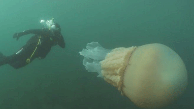 Θέαμα που κόβει την ανάσα: Γαλάζια μέδουσα – γίγας εντοπίστηκε στην Κορνουάλη