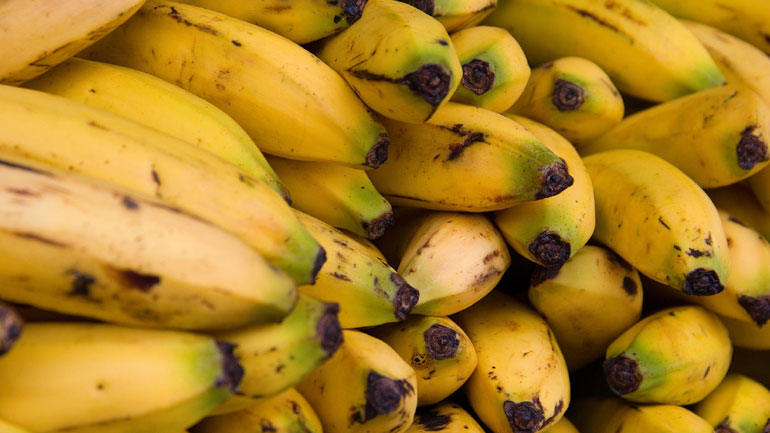 Κολομβία: Εντόπισαν εστία μύκητα που καταστρέφει τις φυτείες μπανάνας