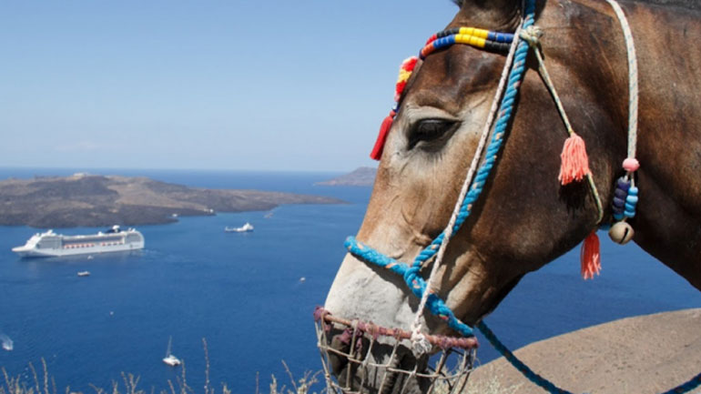 Φιλόζωοι καταγγέλλουν επίθεση με αφορμή τα γαϊδουράκια της Σαντορίνης