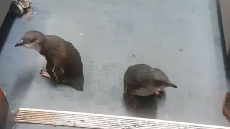 Πιγκουίνοι «συνελήφθησαν» για… διπλή διάρρηξη σε κατάστημα με σούσι