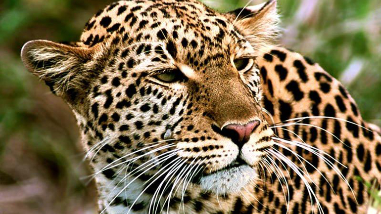 Λεοπάρδαλη σκορπά πανικό σε πόλη της Ινδίας