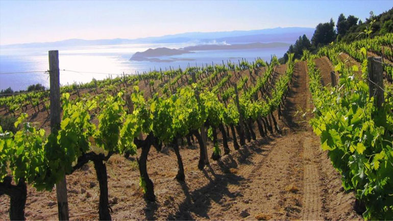 Hράκλειο: Φόβοι για τις αμπελοκαλλιέργειες από τη νεροποντή που έπεσε τα ξημερώματα