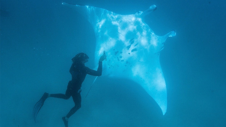 Τραυματισμένο σαλάχι ζητάει βοήθεια από δύτες
