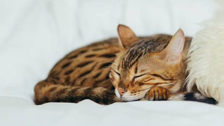 Έξι λόγοι για να κοιμάσαι με τη γάτα σου χωρίς τύψεις