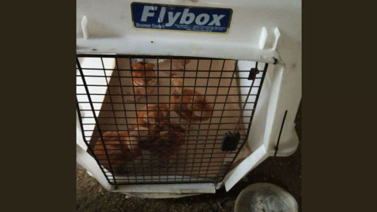 Η μεγαλύτερη ίσως διάσωση διαφόρων ειδών ζώων πραγματοποιηθηκε στον Πλατανιά Χανίων