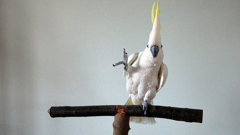 Πτηνό… χορευτής εκτελεί 14 διαφορετικές κινήσεις