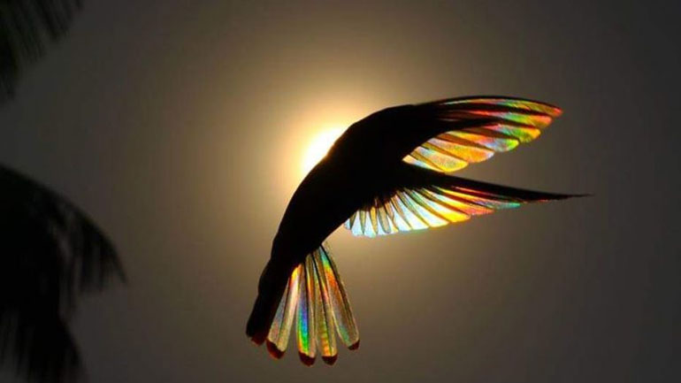 Ο ήλιος «βάφει» πουλί στα χρώματα του ουράνιου τόξου