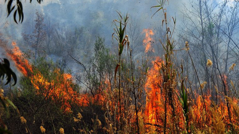 Μυτιλήνη: Υπό μερικό έλεγχο η φωτιά στην περιοχή Νησέλια 