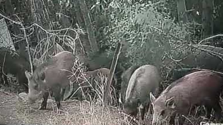 Εκάλη: Μόνιμοι… κάτοικοι τα αγριογούρουνα