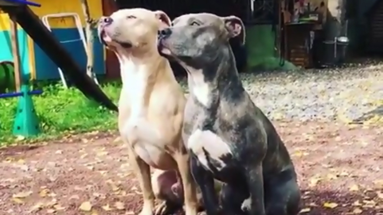 Δύο σκύλοι στρατιώτες