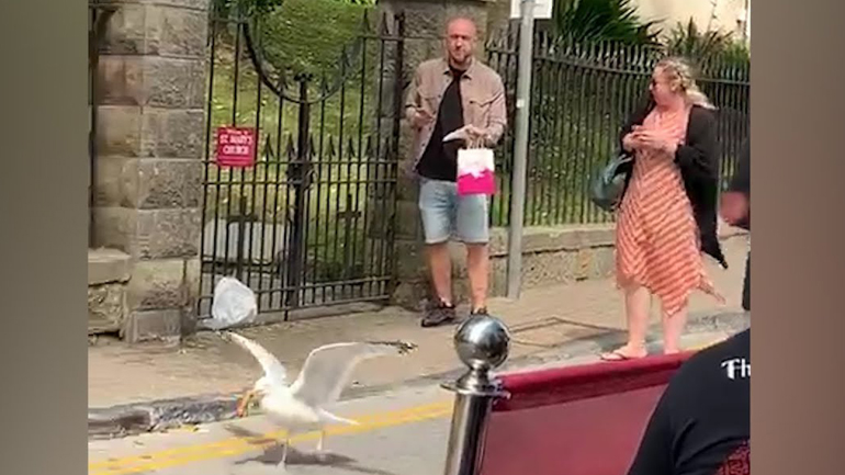 Γλάρος ληστής 