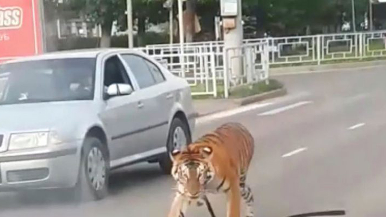 Μια τίγρης στους δρόμους της Ρωσίας