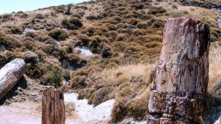 Εντολή αυτεπάγγελτης έρευνας με αφορμή την κλοπή πετρωμάτων από το Απολιθωμένο ∆άσος της Μυτιλήνης